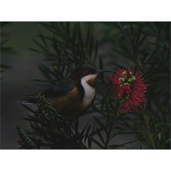 Eastern Thornbill