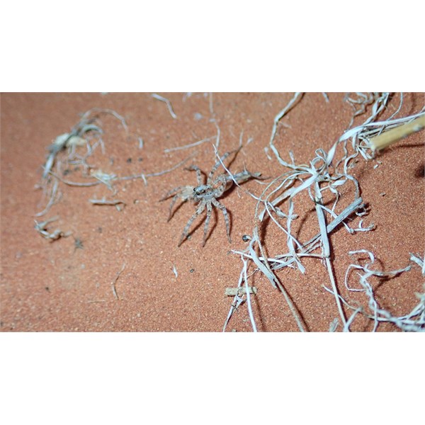 Spider (?) at Mac Clark Conservation Reserve