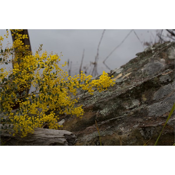 Wattle and rock