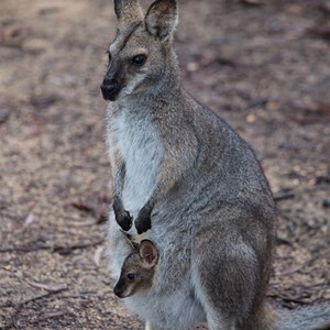 Kangaroo and joey