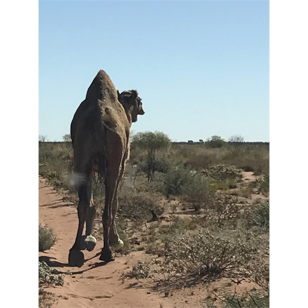 Camel on Talawana track