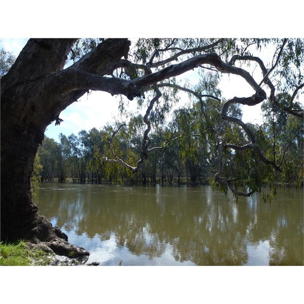 Huge River Red Gums
