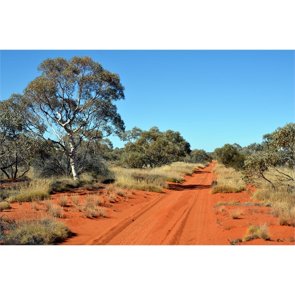 The Marble Gums are a graceful tree and are a symbol of the Great Victoria Desert