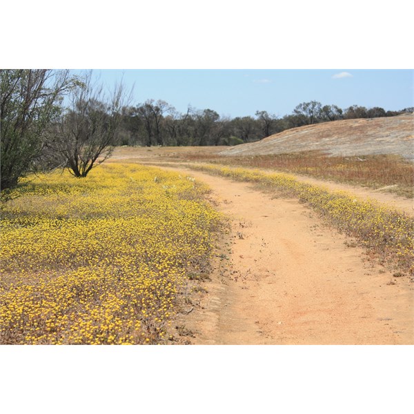 Track adjacent to Emu Rock