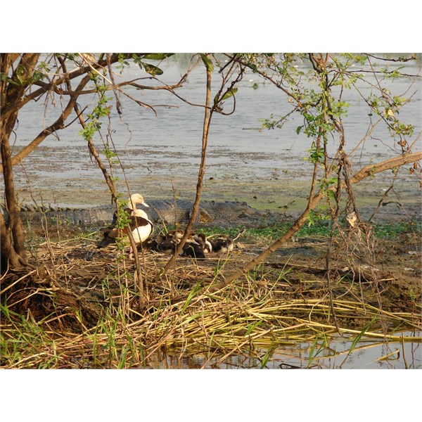 Mum & Kids......and a Croc