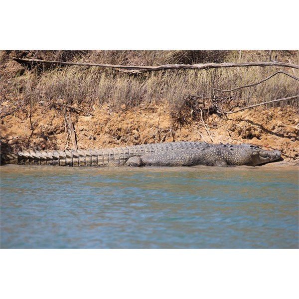 Towns river croc
