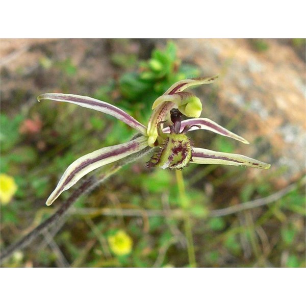 Unusual spider orchid - can someone put a name to it?