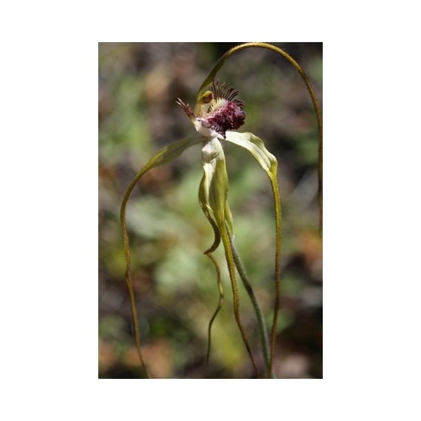 Giant Spider Orchid