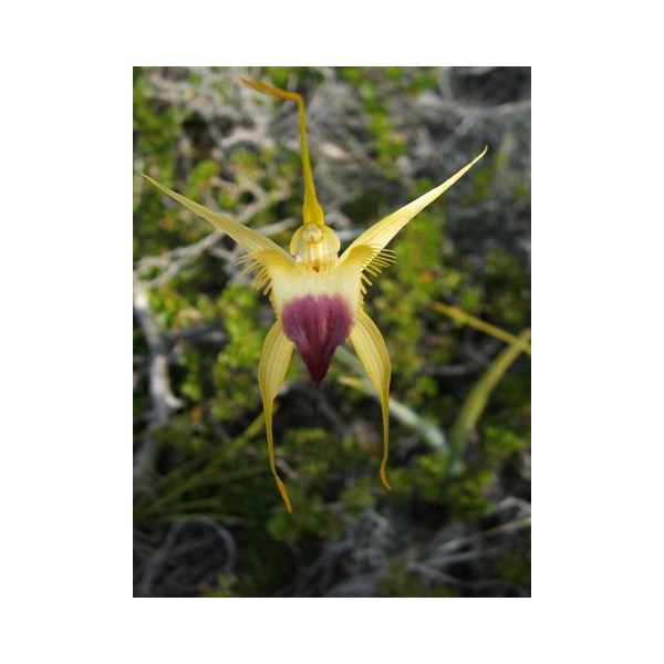 Funnel Spider Orchid