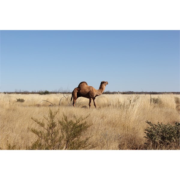 Camels near Mangkili
