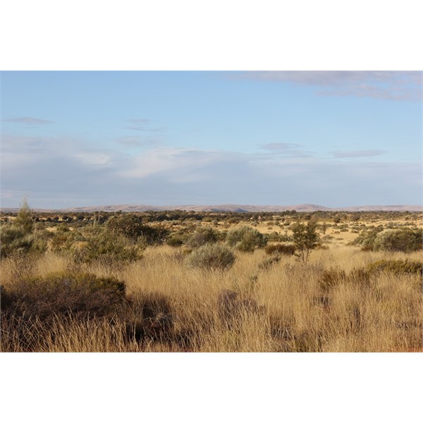 Landscape near Beadell Tree