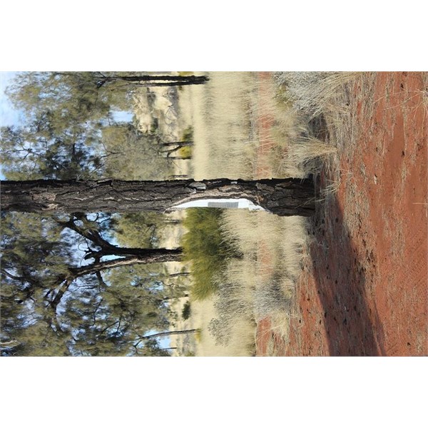 Beadell Tree near Rawlinsons