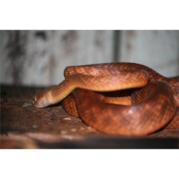 Brown Tree Snake on shelf in my shed.