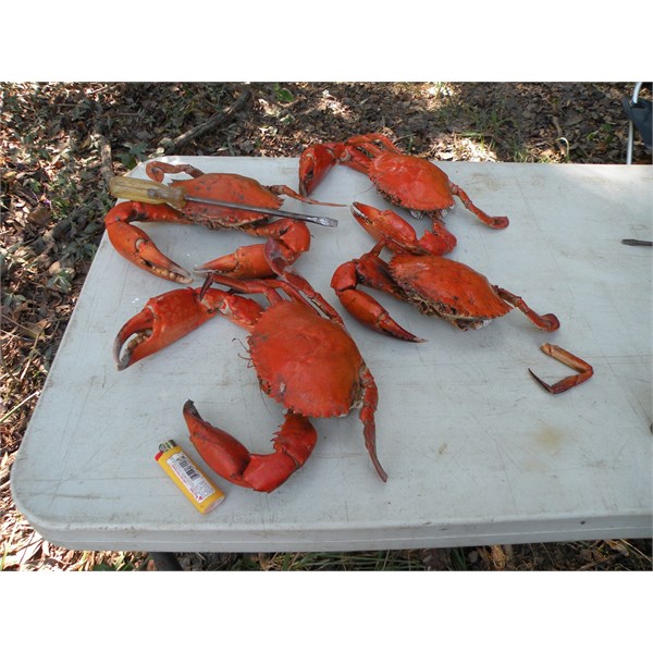 Cape York Muddies