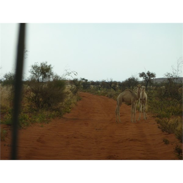 Talawana Track Camels