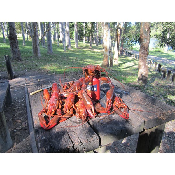 Red Claw at Tinaroo Dam