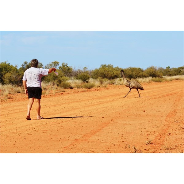 The emu mating ritual