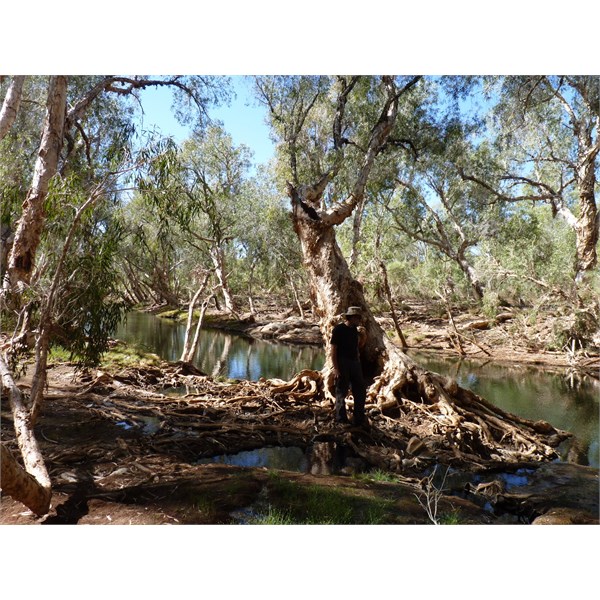 Eel Pool on the Oakover River