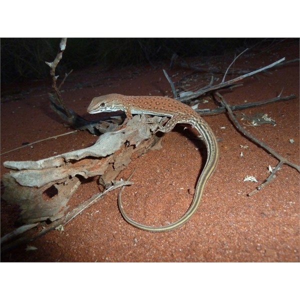 Pygmy Desert Monitor