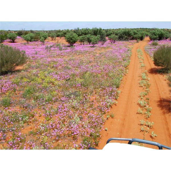 ABH October 2004 - west of Emu