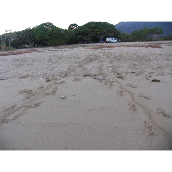 croc tracks near our beach camp at Cape Melville