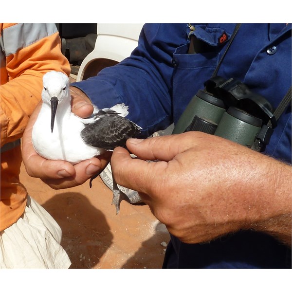 Juvenile Banded Stilt - Lake Disappointment - 2013