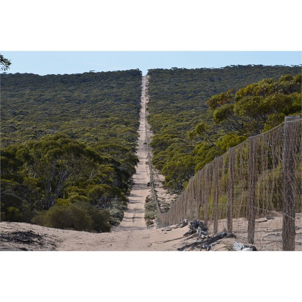 This track follows the Dog Fence all the way north to the Eyre Highway