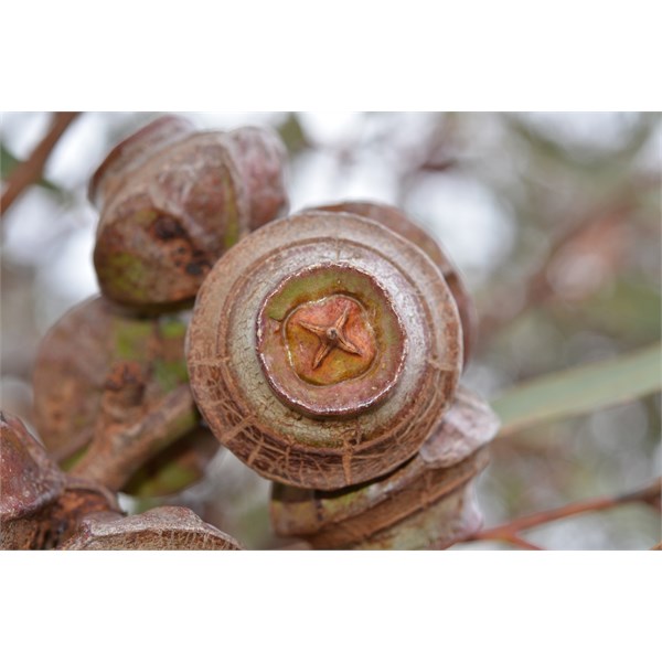 The Ooldea Mallee has the largest seed pods