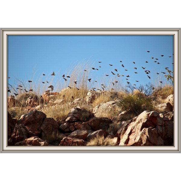 Birds in flight - finches