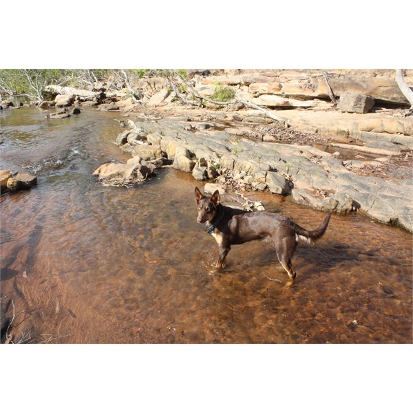 Creek before Jowalbinna