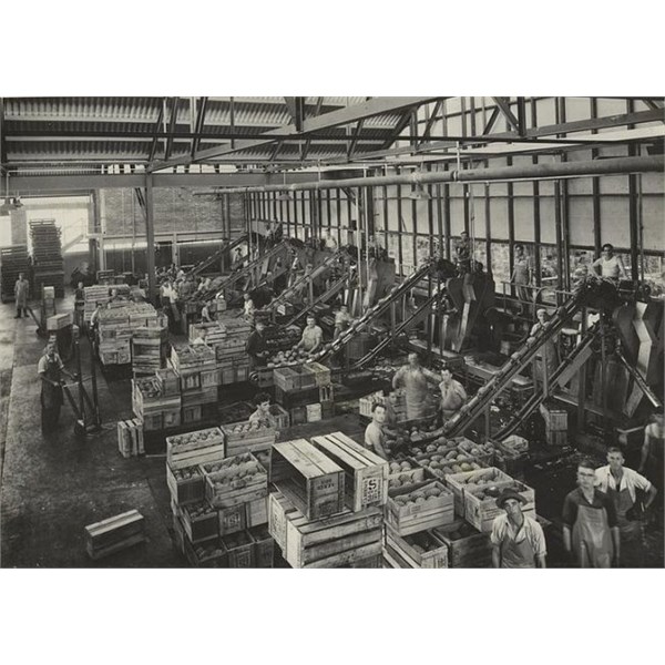 Process workers at work at the Golden Circle cannery in Northgate 1947