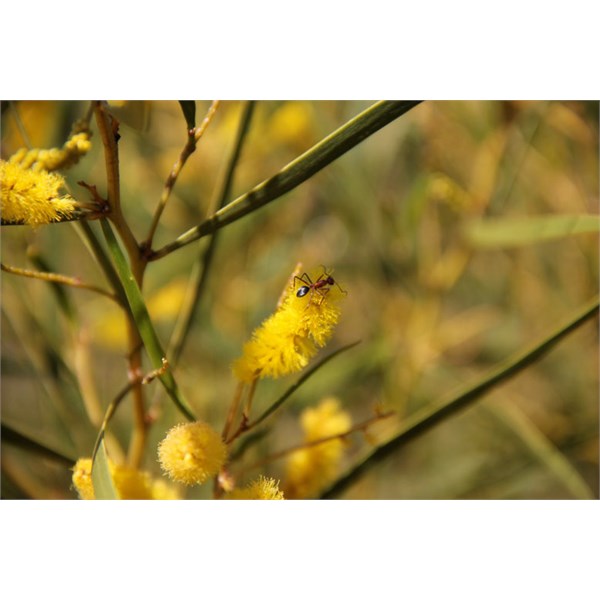 Flower with ant