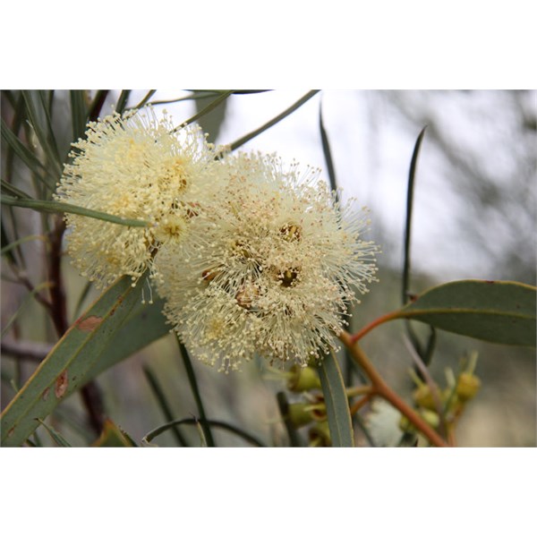 Gum tree flower on CSR