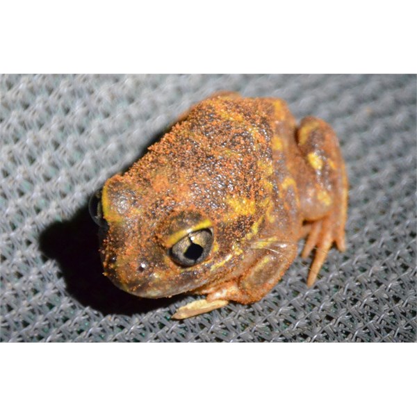 Kennedy Range frog 