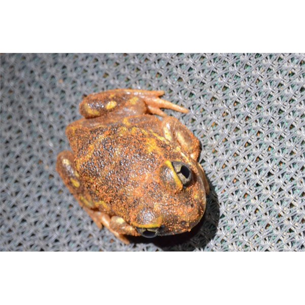 Kennedy Range frog