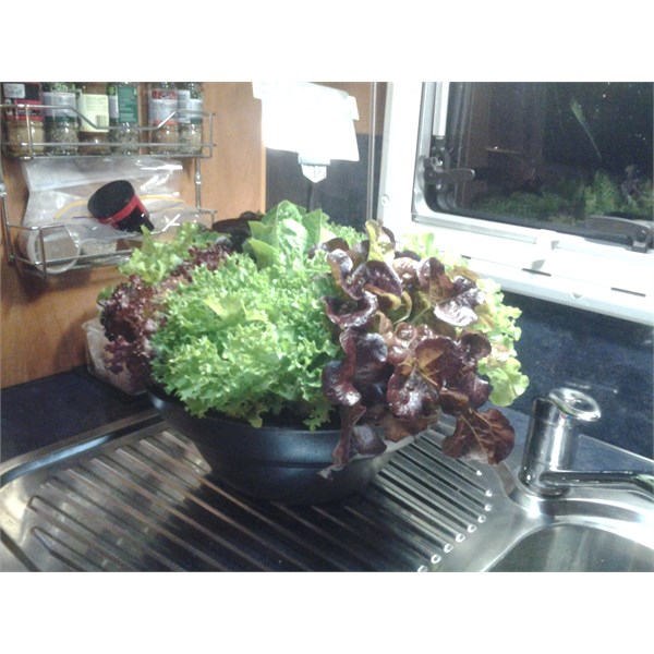 Lettuce Salad Bowl