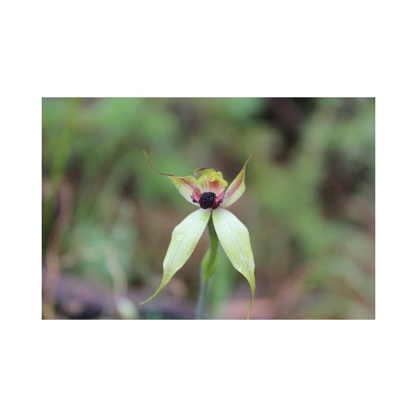 reaching spider orchid
