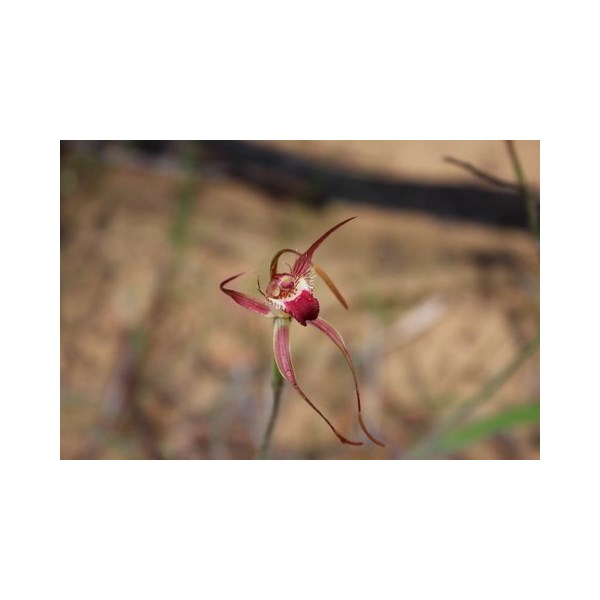rusty spider orchid