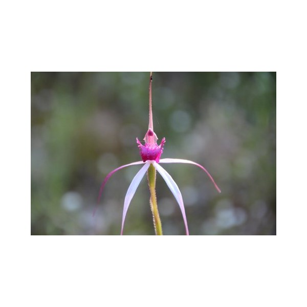 cherry spider orchid