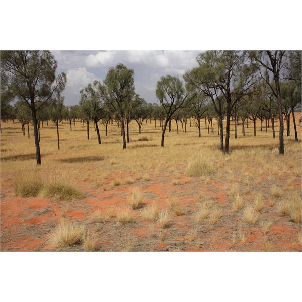 Desert Oaks
