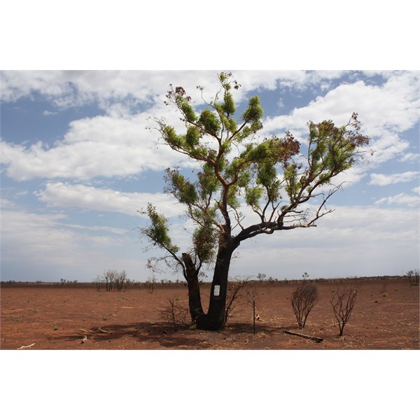 Geraldton Bore Beadell plaque and tree