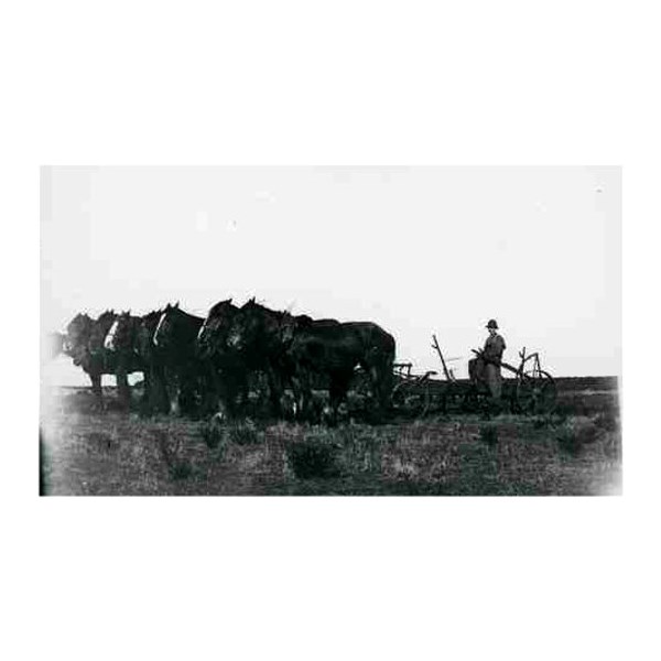Stump Jump Plough, near Pinaroo 1910