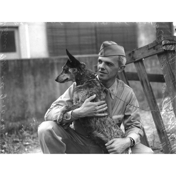 Soldiers stationed in Australia during WWII played a role in the breed's introduction to the US.