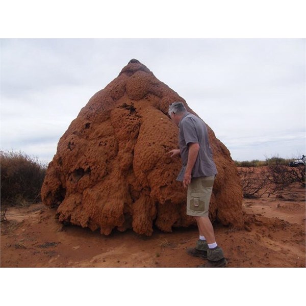 Termite homes on the Tanimi