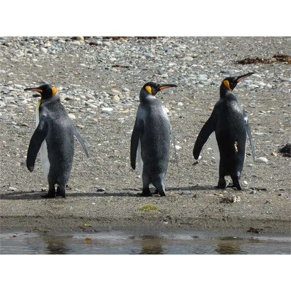 King Penguins getting the most of the sun..Tierra del Fuego Feb 2015