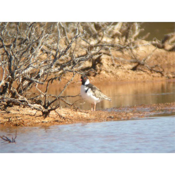 Hooded Plover - south west of Balladonia, 2009