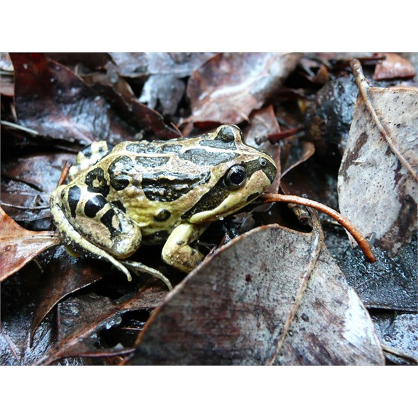 Western Banjo Frog - Margaret River