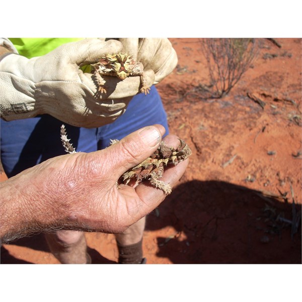 Thorny devils