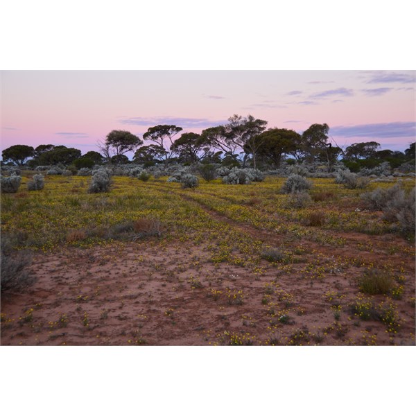 Sunset in the Great Victoria Desert