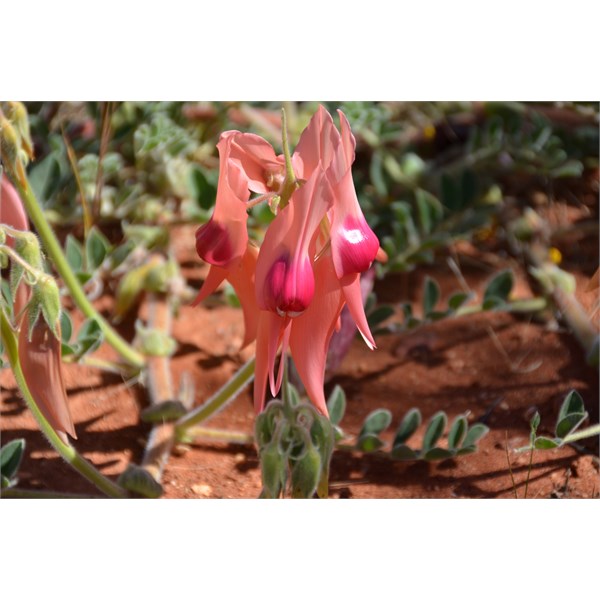 Pink Sturt Desert Pea in the middle of the Anne Beadell Highway